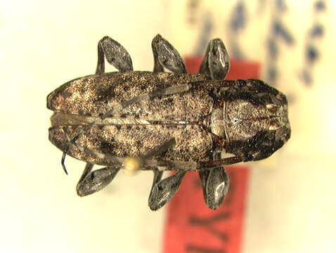 Psapharochrus nigrovittatus (Zajciw 1969)的圖片