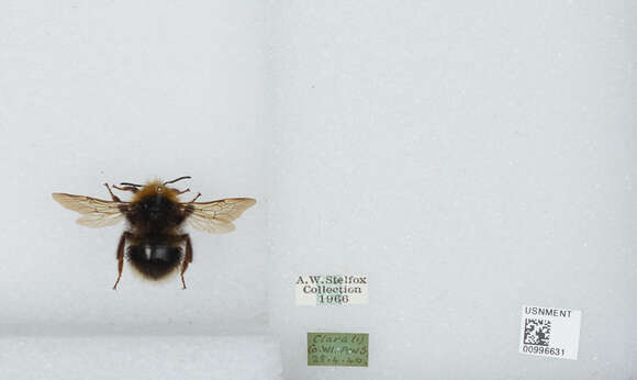 Image of Ashton's Cuckoo Bumblebee