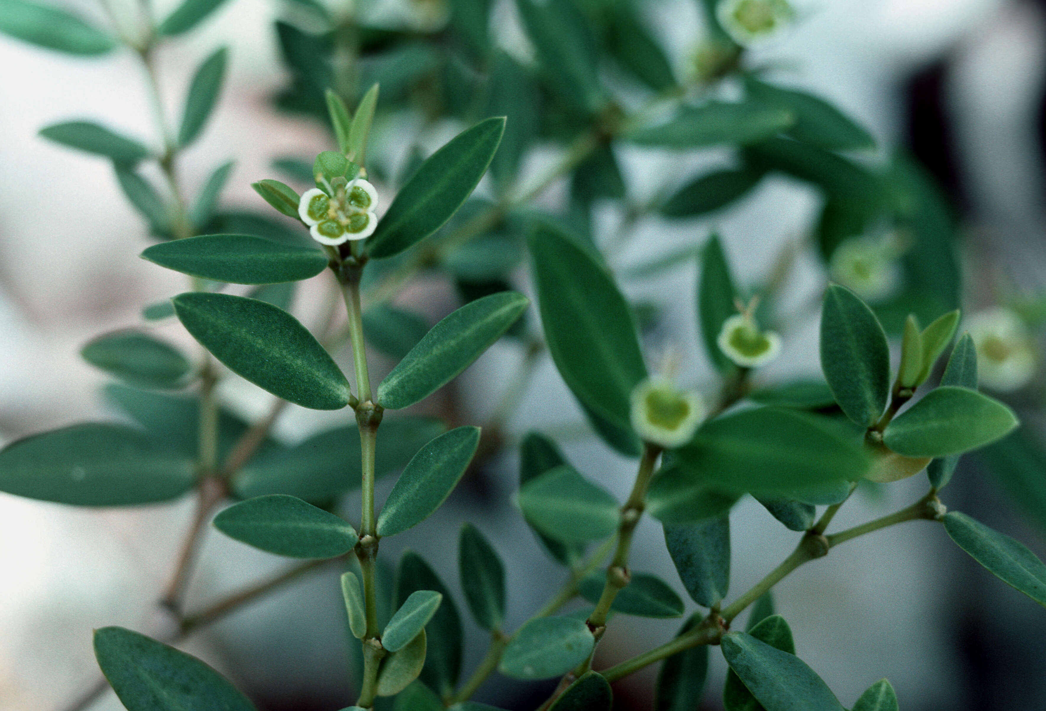 Sivun Euphorbia articulata Aubl. kuva