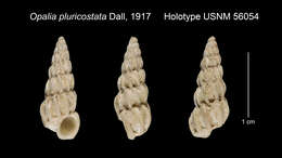 Image of Opalia pluricostata Dall 1917