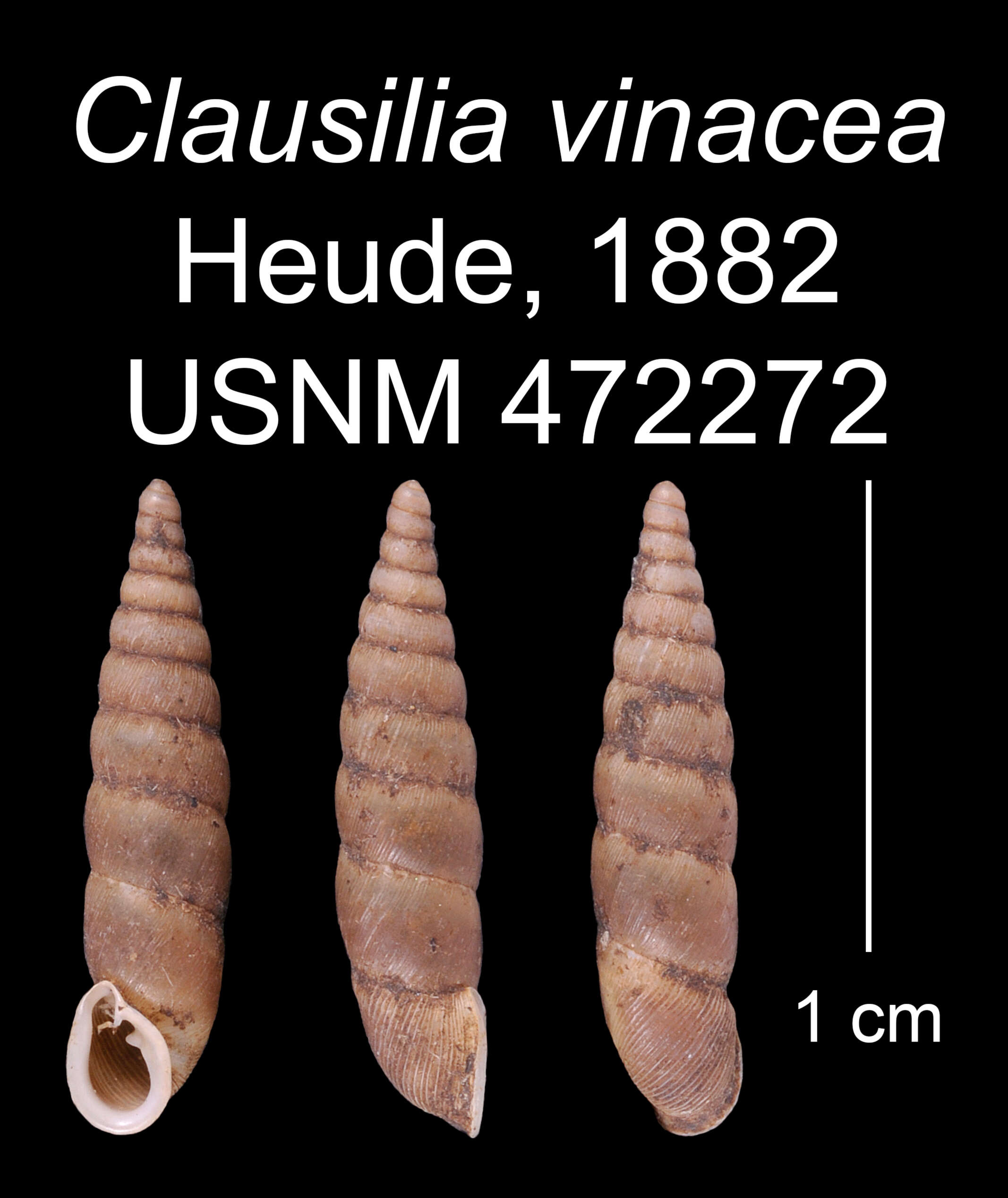 Image of Clausilia vinacea Heude 1882