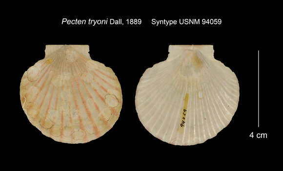 Image of red-ribbed scallop