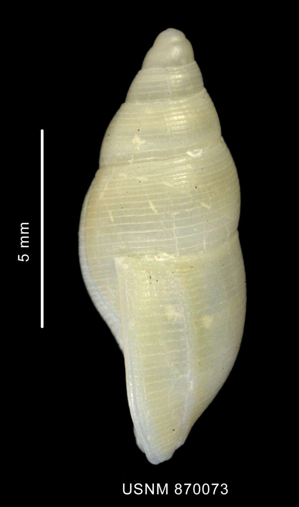 Image of Pareuthria atrata (E. A. Smith 1881)