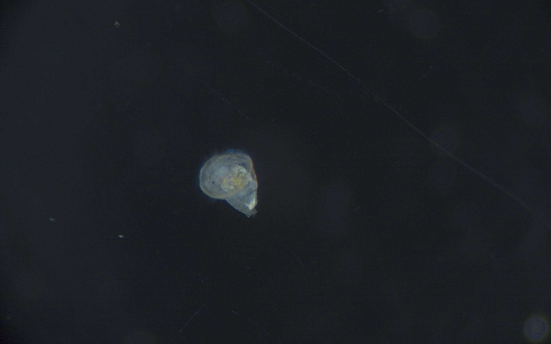 Image of Phyllodocida