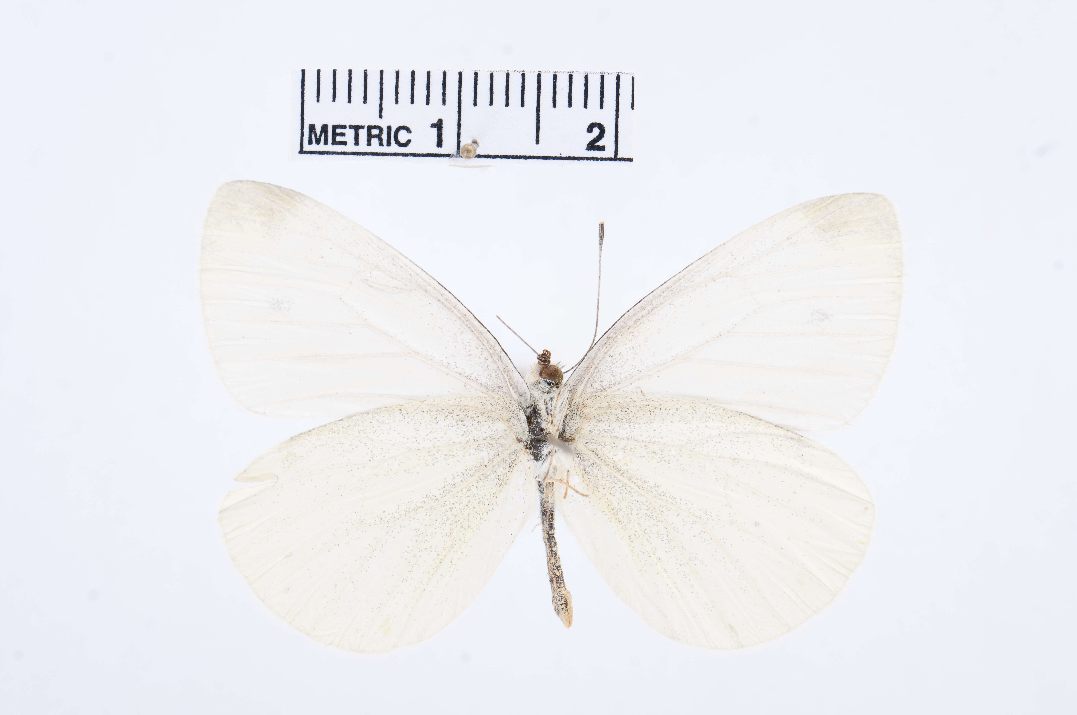 Image of Pieris Hübner 1819