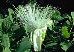 Image of Native Caper