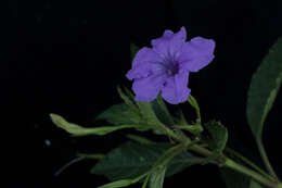 Image de Ruellia simplex Wright