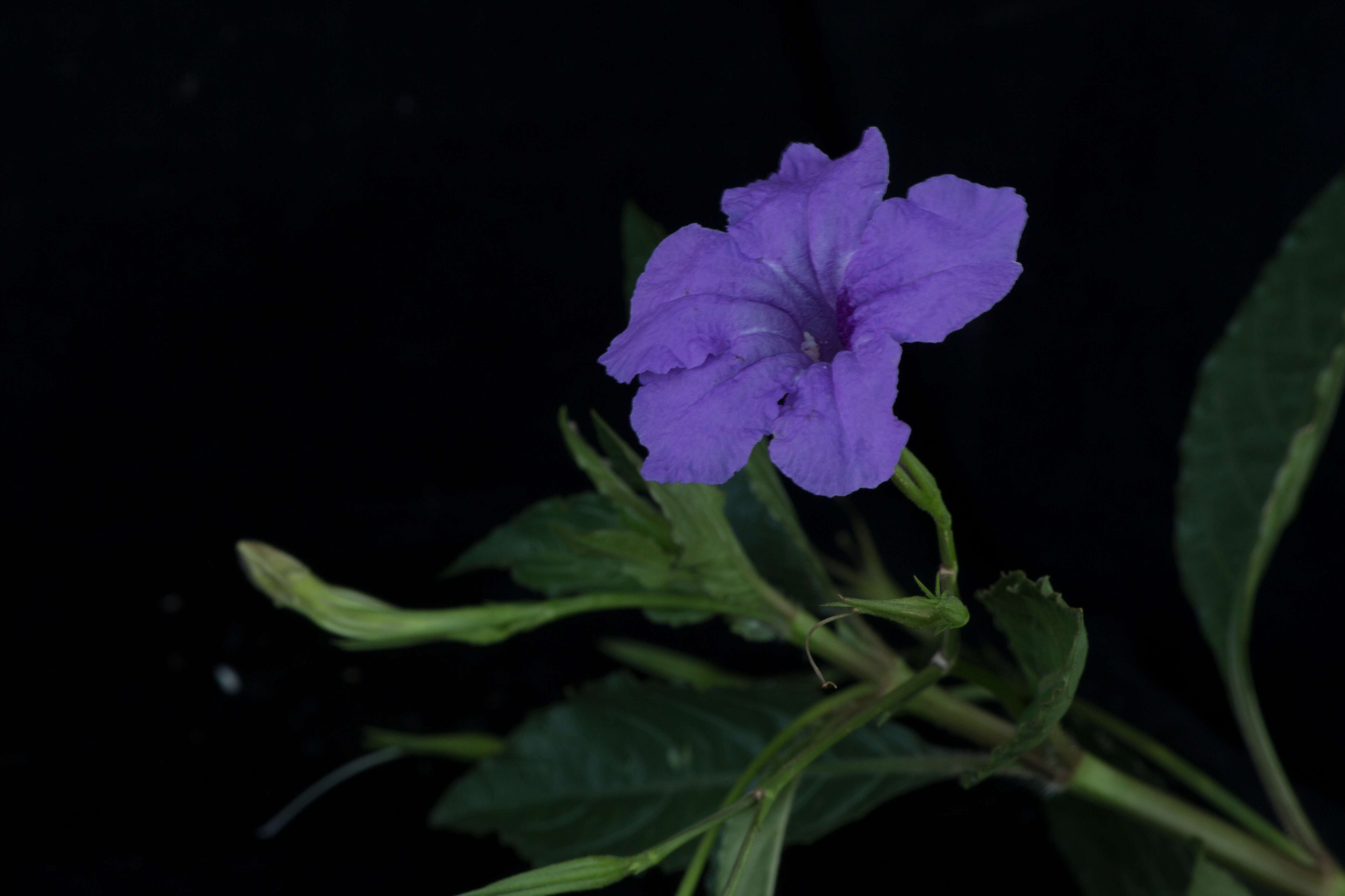 Image de Ruellia simplex Wright