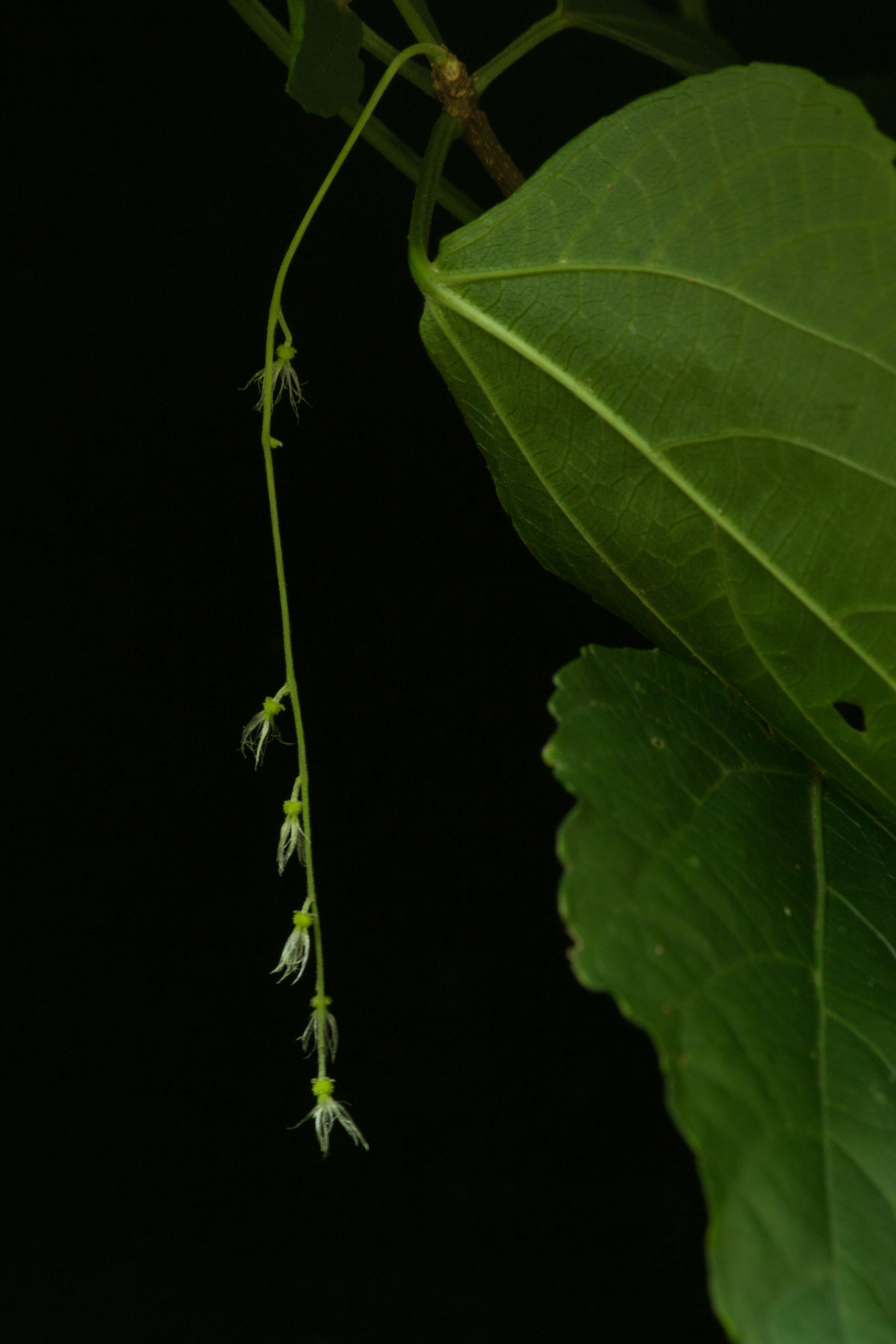 Image of Acalypha schiedeana Schltdl.