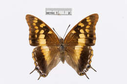 Image of Blue-spangled Charaxes