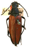 Image of Leptura praestans Casey 1913