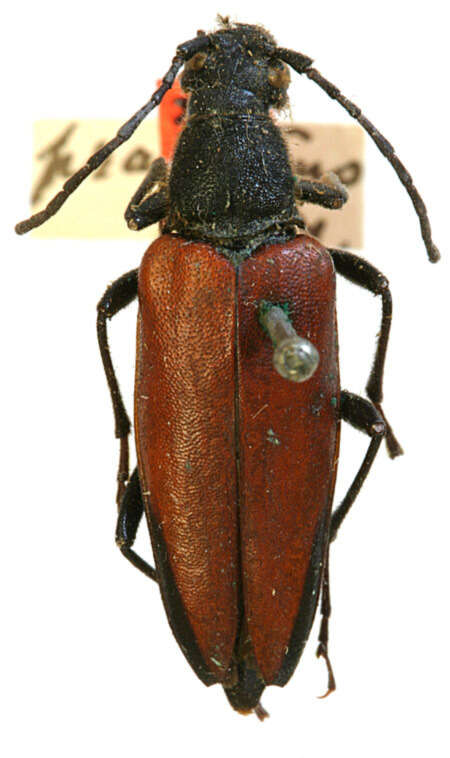 Image of Leptura praestans Casey 1913