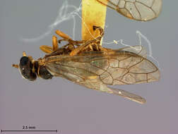 Image of Pleroneura brunneicornis Rohwer