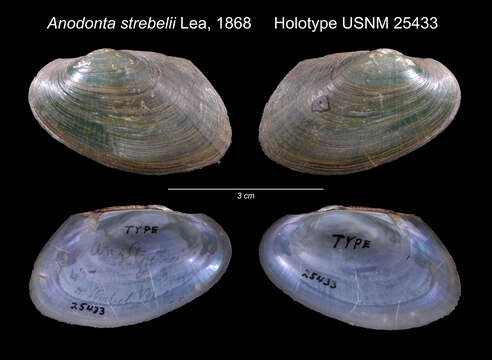 Image of Anodonta strebelii I. Lea 1868