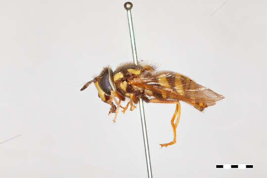 Image of Chrysotoxum ypsilon Williston 1887