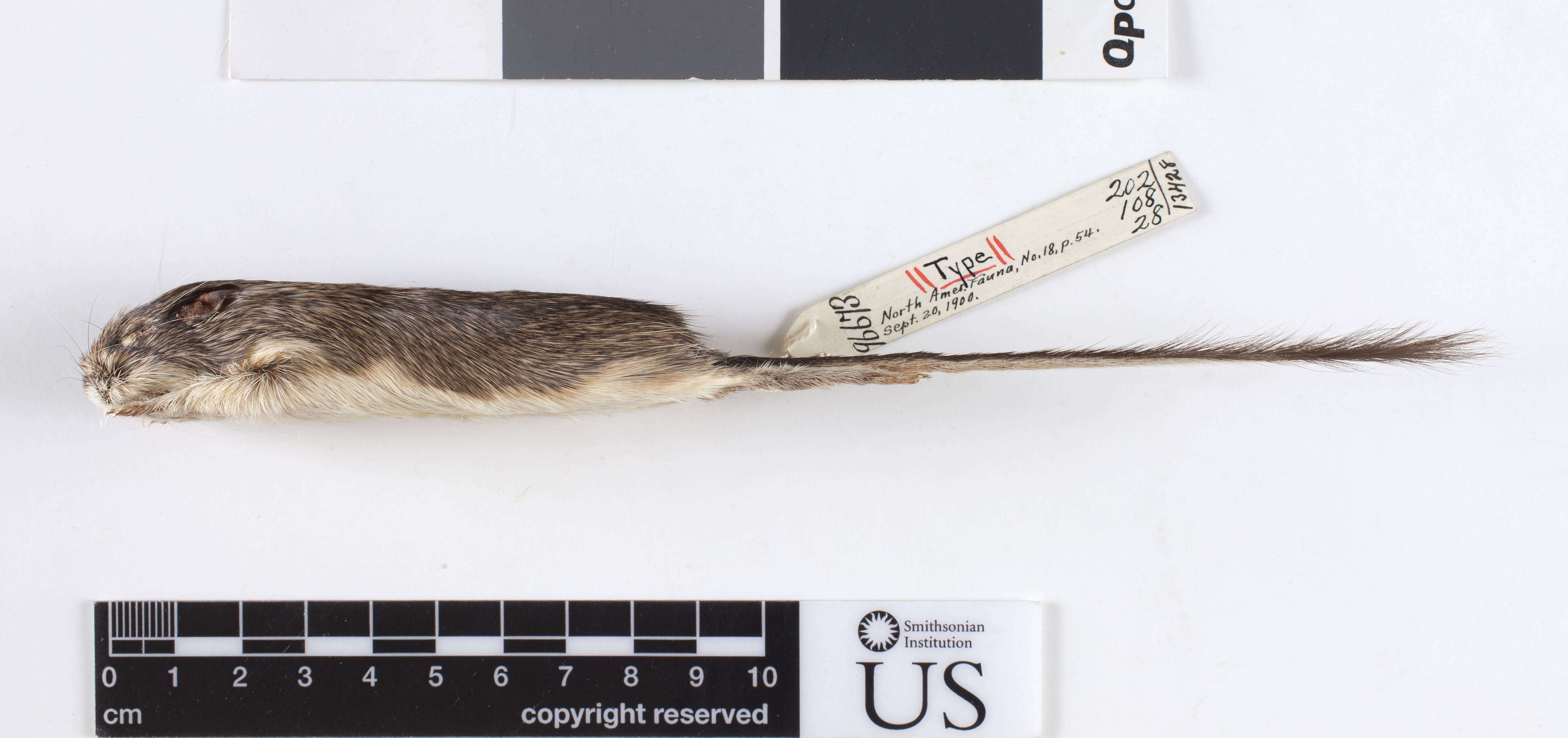 Image of Goldman's pocket mouse