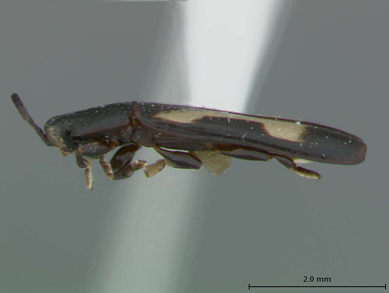 Image of Cephaloleia formosus Staines 1996