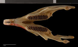 Sivun Mysateles prehensilis gundlachi (Chapman 1901) kuva