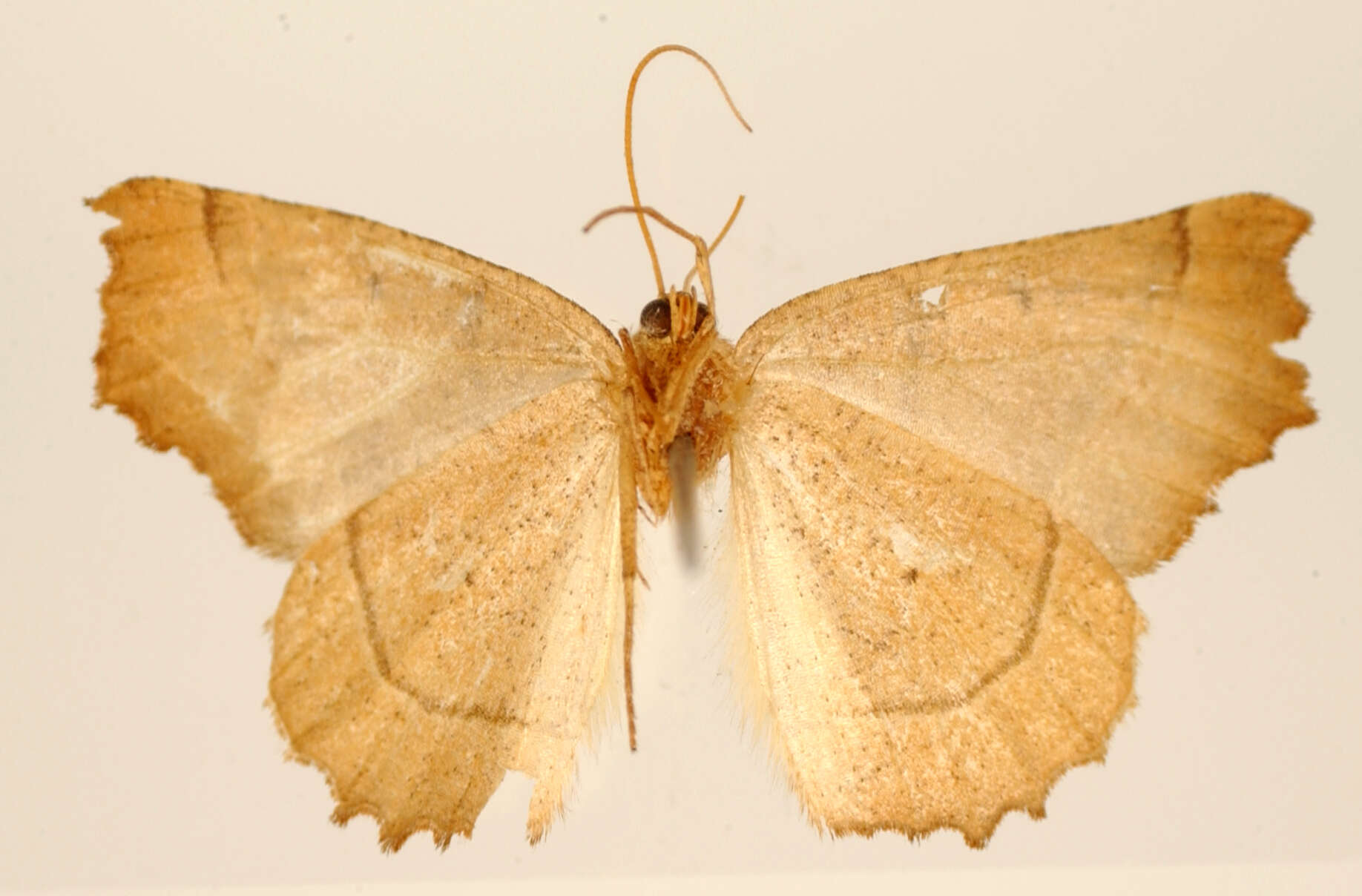 Image of Dectochilus tincta Warren 1906