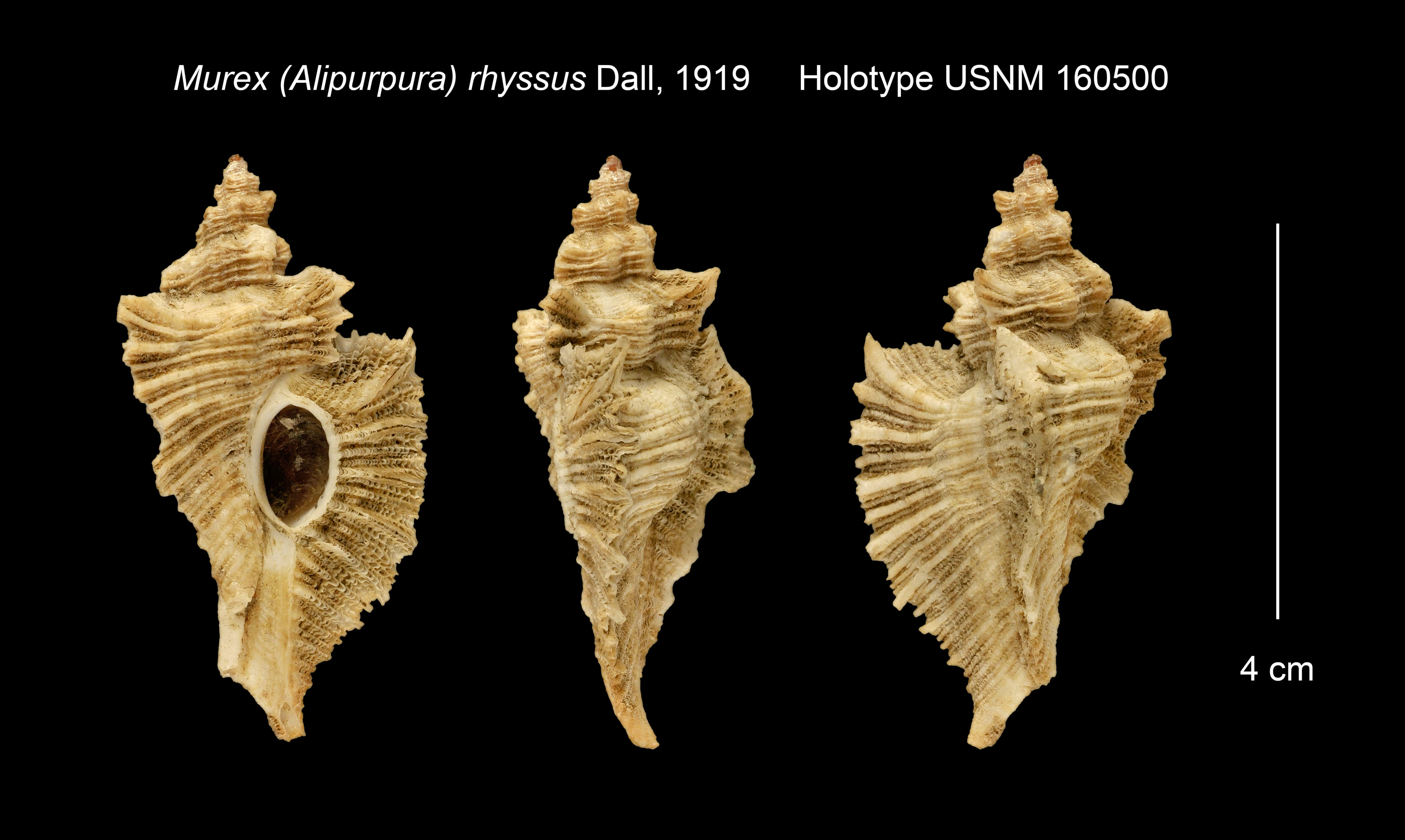 Image of Pteropurpura vokesae Emerson 1964