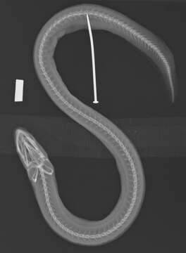 Image of Fatlips swamp eel