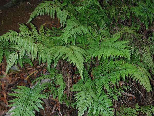 Image of Maui fern