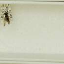 Sivun Ancistrocerus impunctatus (Spinola 1838) kuva