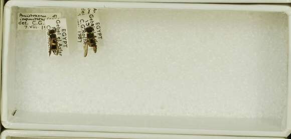 Ancistrocerus impunctatus (Spinola 1838)的圖片