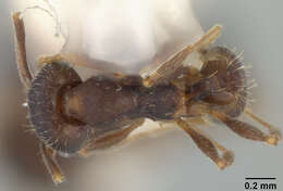 Image of Pheidole wheelerorum MacKay 1988