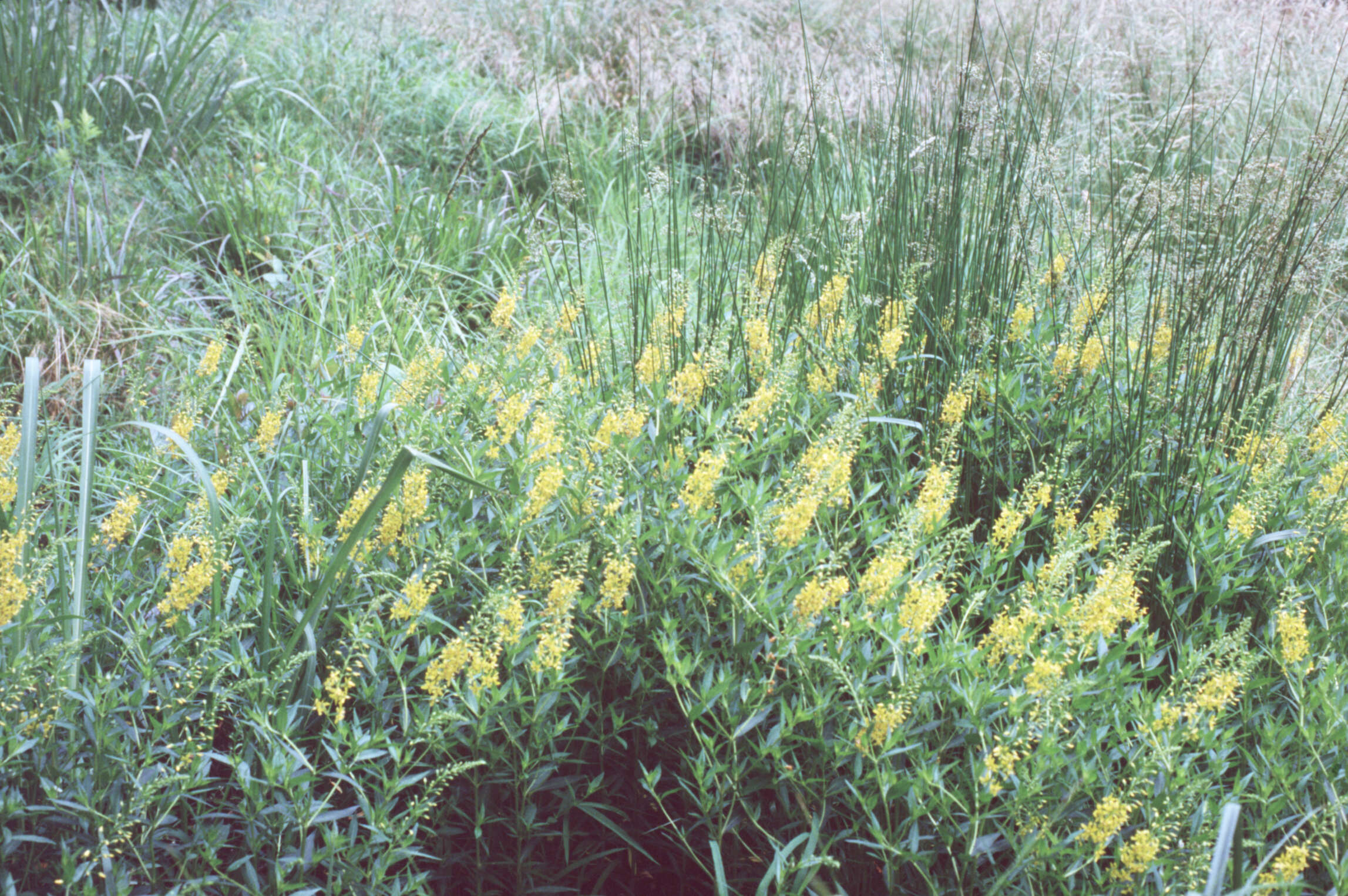 Image of earth loosestrife