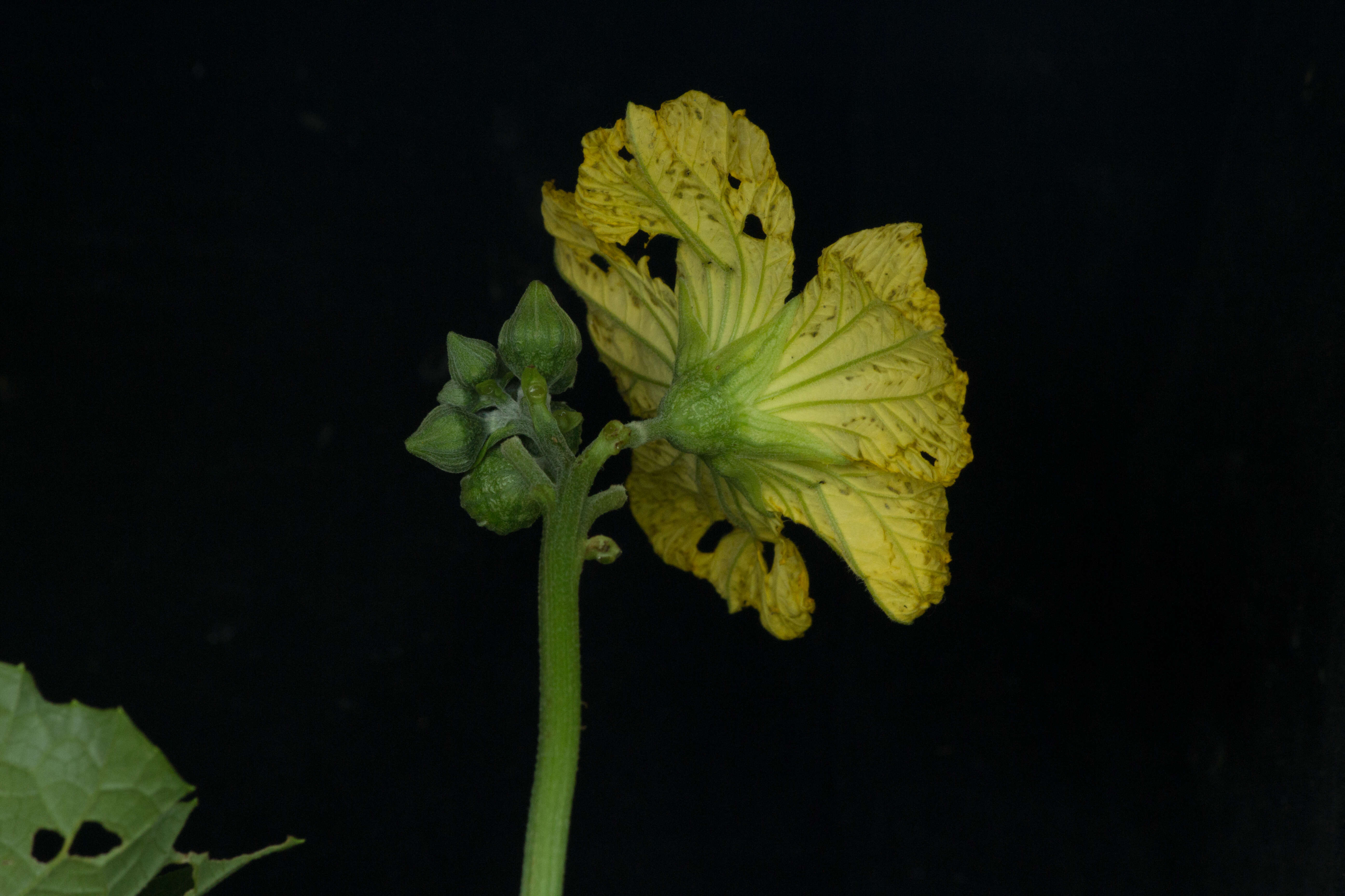 Image of Luffa cylindrica M. Roem.