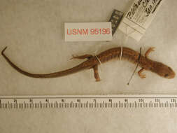 Image of Dunn's Salamander