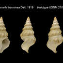 Imagem de Pleurotomella herminea Dall 1919