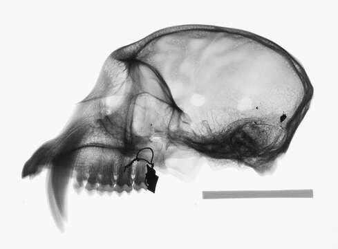 Image de Cercopithecus nictitans nictitans (Linnaeus 1766)