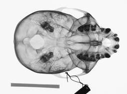 Plancia ëd Cercopithecus cephus cephodes Pocock 1907