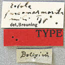 Image of Estola fuscomarmorata Breuning 1940