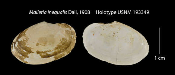 صورة Malletia inequalis Dall 1908