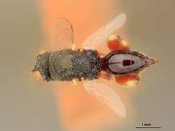 صورة Brachymeria pedalis (Cresson 1872)