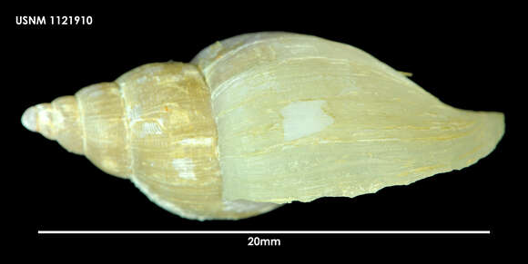 Image of Paradmete fragillima (R. B. Watson 1882)