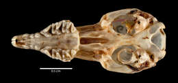 Image of Butiaba Naked-tailed Shrew