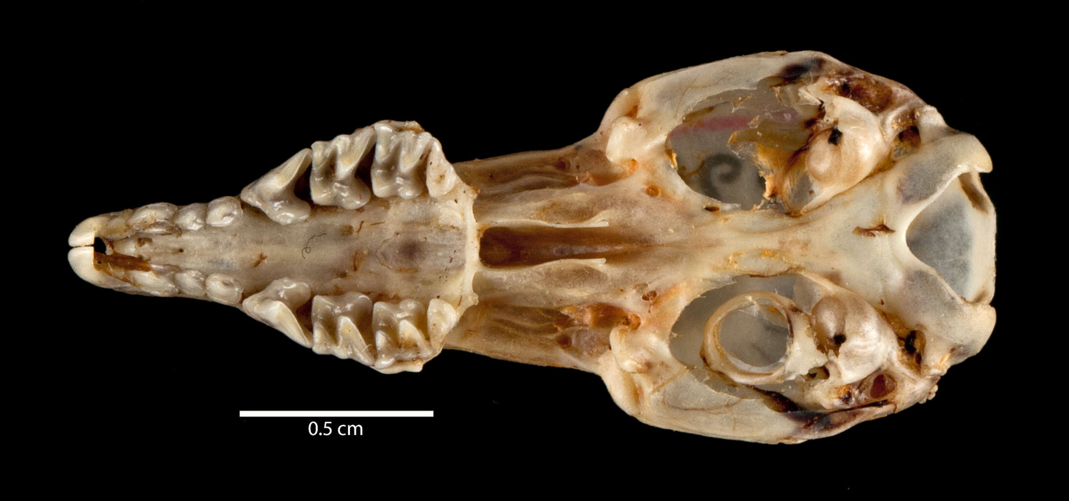 Image of Butiaba Naked-tailed Shrew