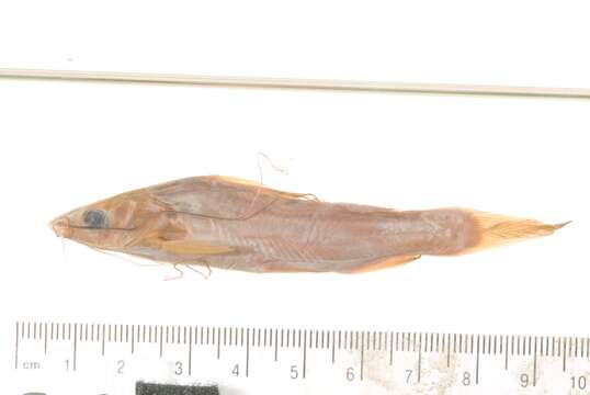 Image of Striped catfish