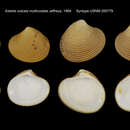 Image of Astarte sulcata var. multicostata Jeffreys 1864