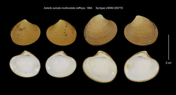 Image of Astarte sulcata var. multicostata Jeffreys 1864