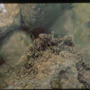 Image of Amphiroa beauvoisii