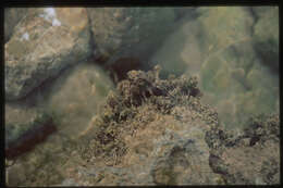 Image of Amphiroa beauvoisii