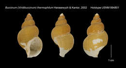 Image of Buccinum thermophilum Harasewych & Kantor 2002