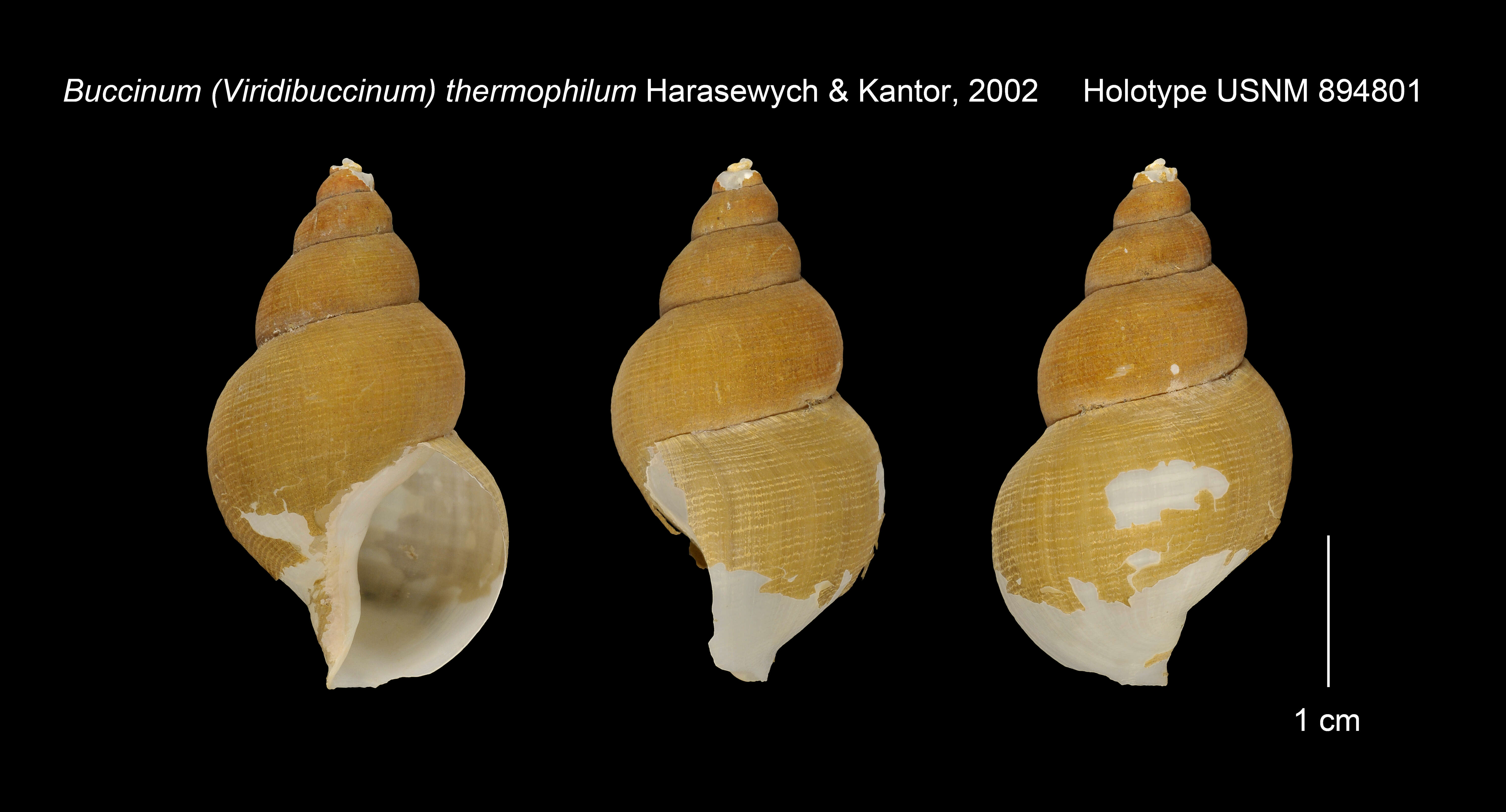 Image of Buccinum thermophilum Harasewych & Kantor 2002