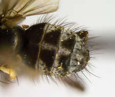 Image of Limnophora pusilla Huckett