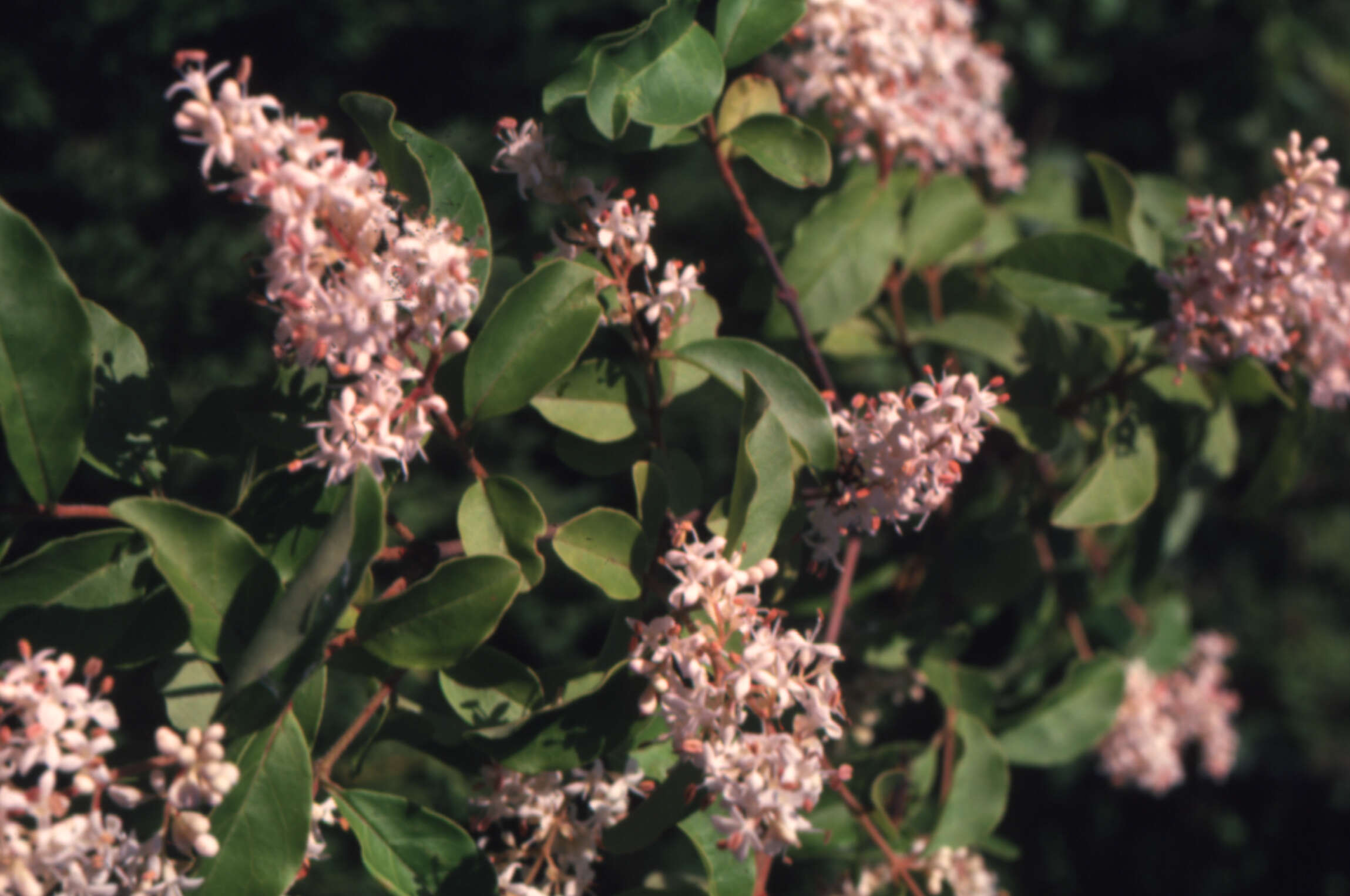 Image of chokecherry